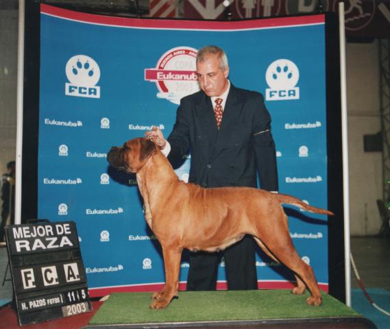 INCA DE KRUPP ESCOBAR | Bullmastiff 