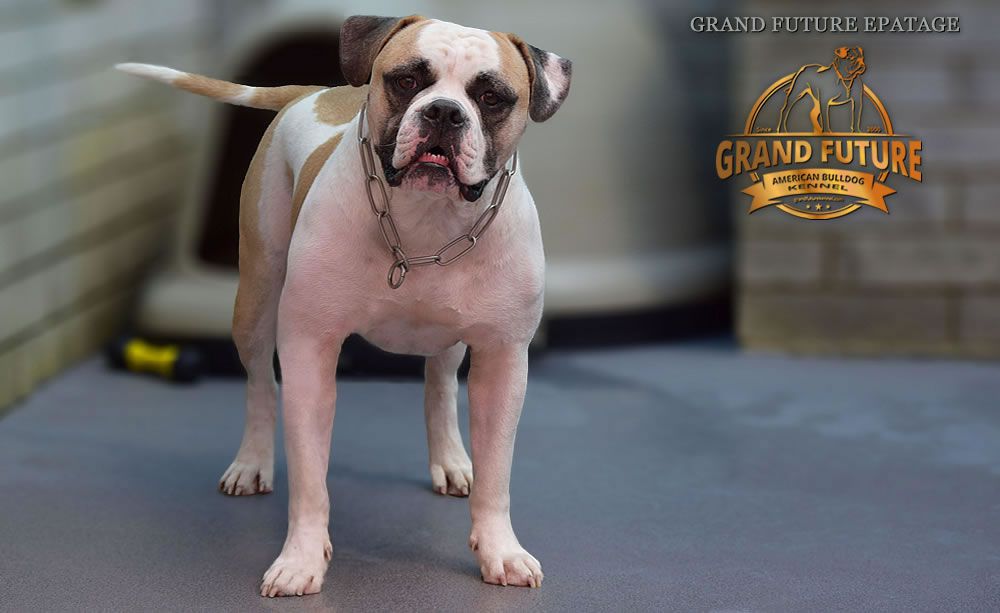 Grand Future Epatage | American Bulldog 