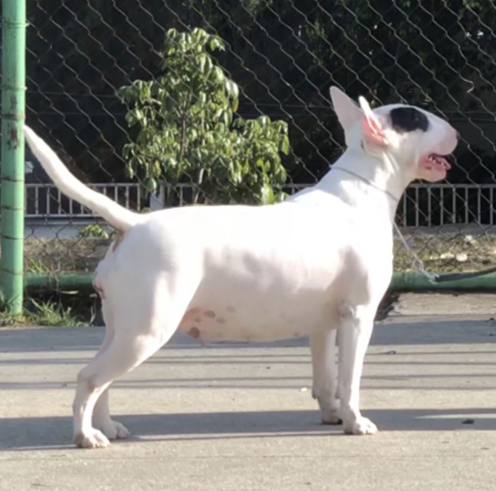 Rio do Areal Flora | Bull Terrier 