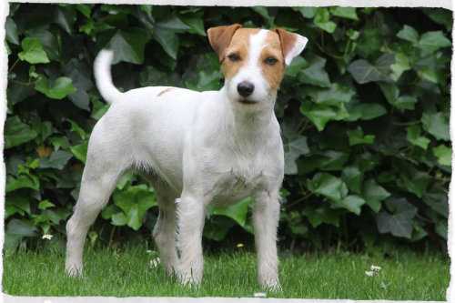 Marilu Da Roseira Brava | Parson Russell Terrier 