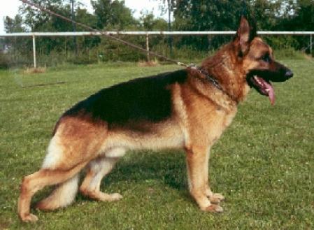 Lassan vom Kirschental | German Shepherd Dog 