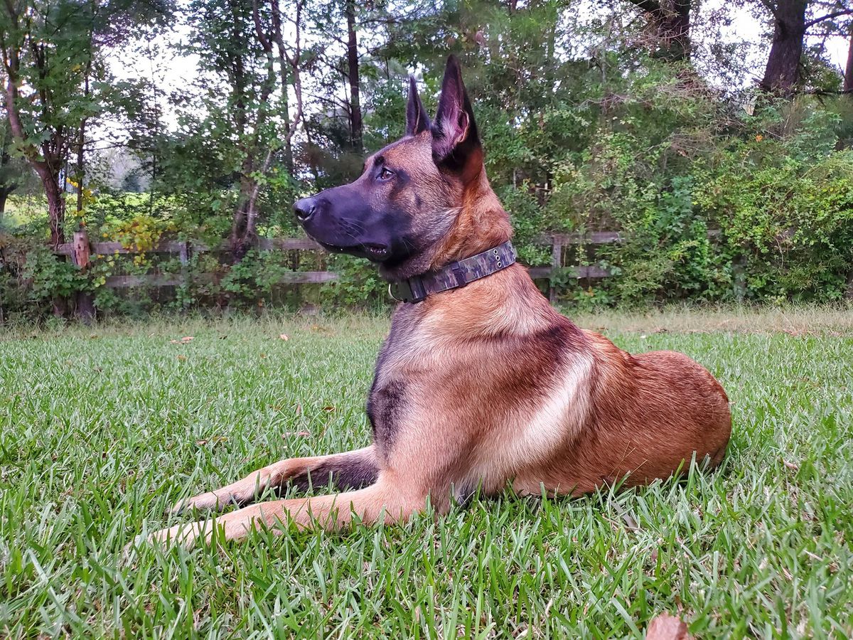 Raider vom Zwinger Grenz | Belgian Malinois 