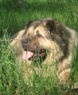 Shtorm iz svetlogo doma | Caucasian Mountain Dog 