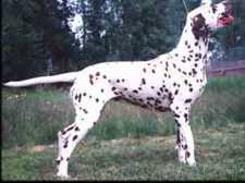 Perdita’s Long Live Love | Dalmatian 