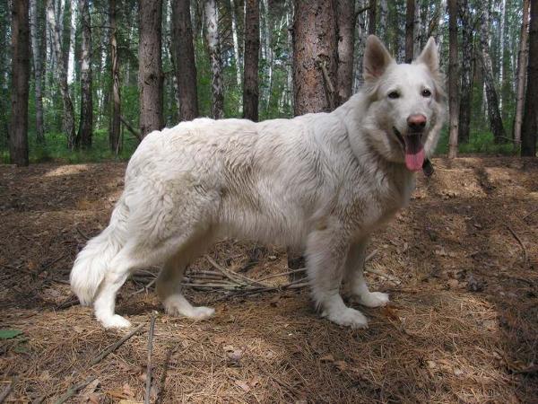 Azaliya | White Swiss Shepherd Dog 