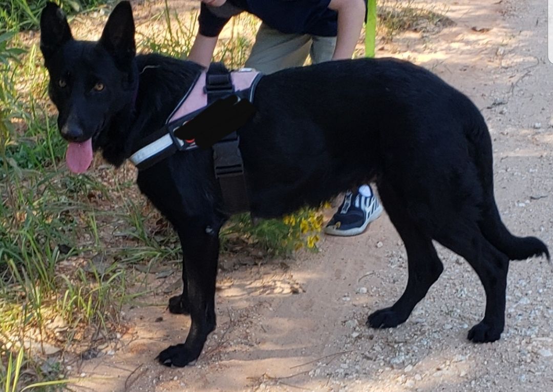 K&amp;k’s Skyline Delta | German Shepherd Dog 