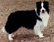 Nahrof First Edition | Border Collie 