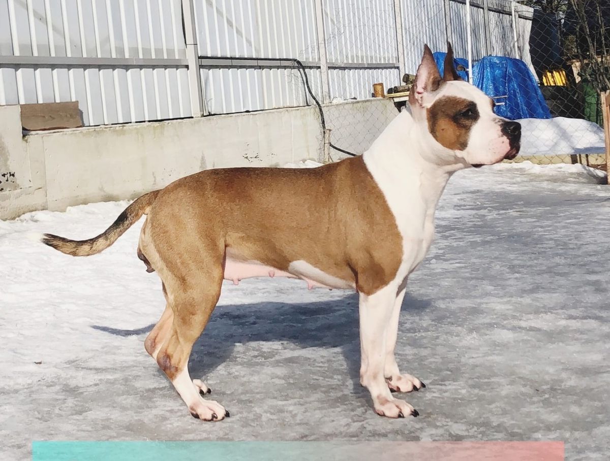 JUTTA ELUS  FAKHRIYAT | American Staffordshire Terrier 