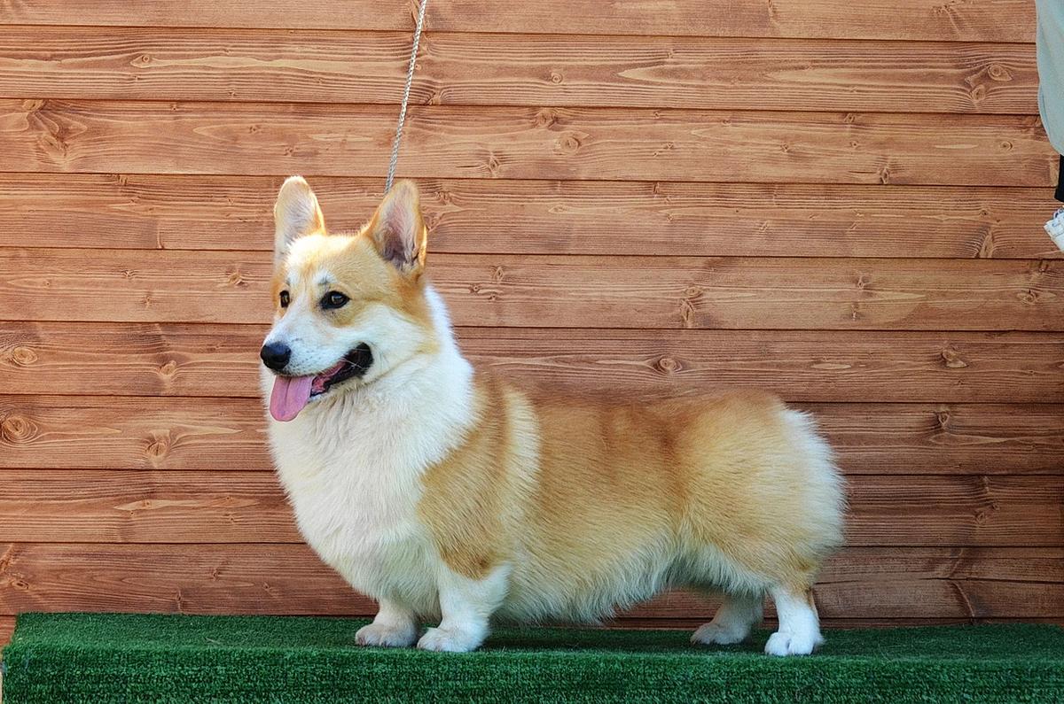 Legerland Gargantyua | Pembroke Welsh Corgi 