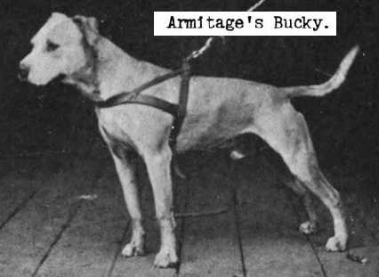 Armitage's Bucky | American Pit Bull Terrier 