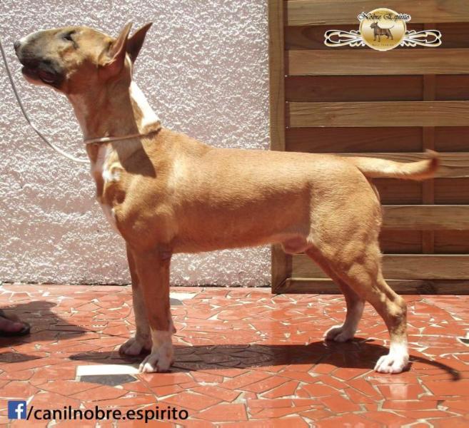 Nobre Espírito High Voltage | Bull Terrier 