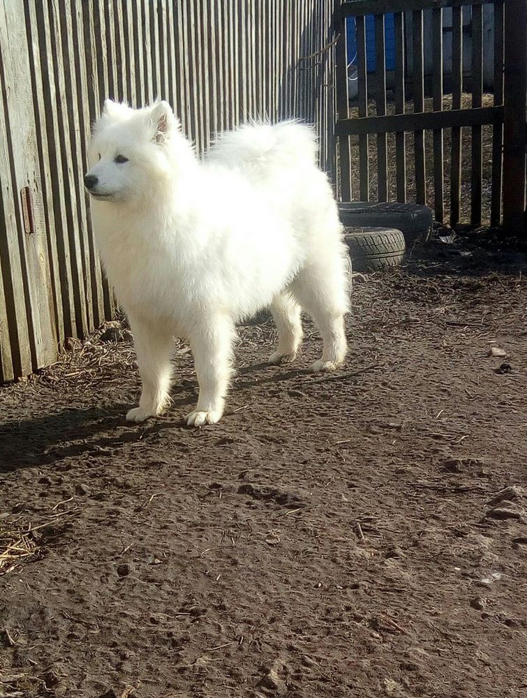 Belyi Volk Bezuprechnaya Anfisa | Samoyed 