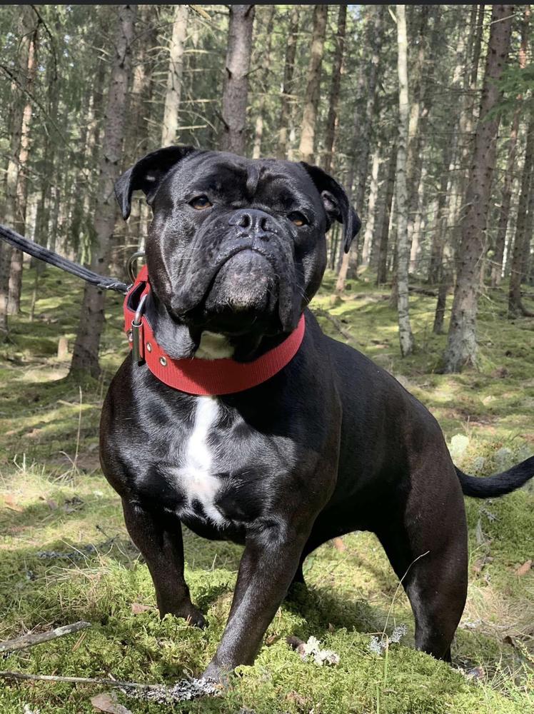 Stjernkvists Black Willow | Olde English Bulldogge 