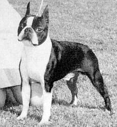 Unique's Special Beau | Boston Terrier 