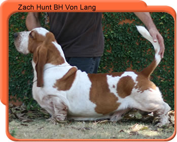 ZACH HUNT BH VON LANG | Basset Hound 