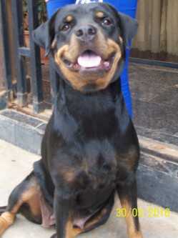 Von Tobex Ruby | Rottweiler 