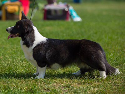 Aethwy Killer Queen | Cardigan Welsh Corgi 