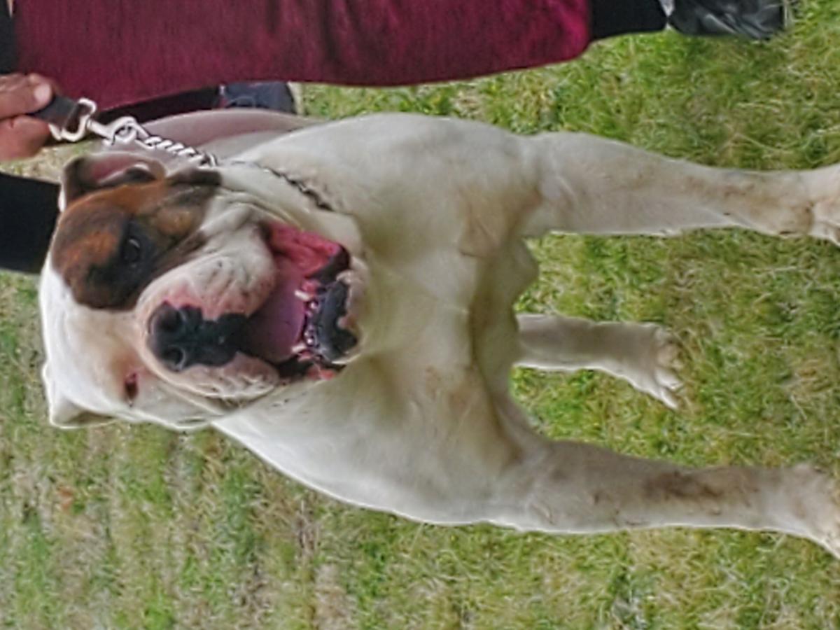Brown's Rambo | American Bulldog 