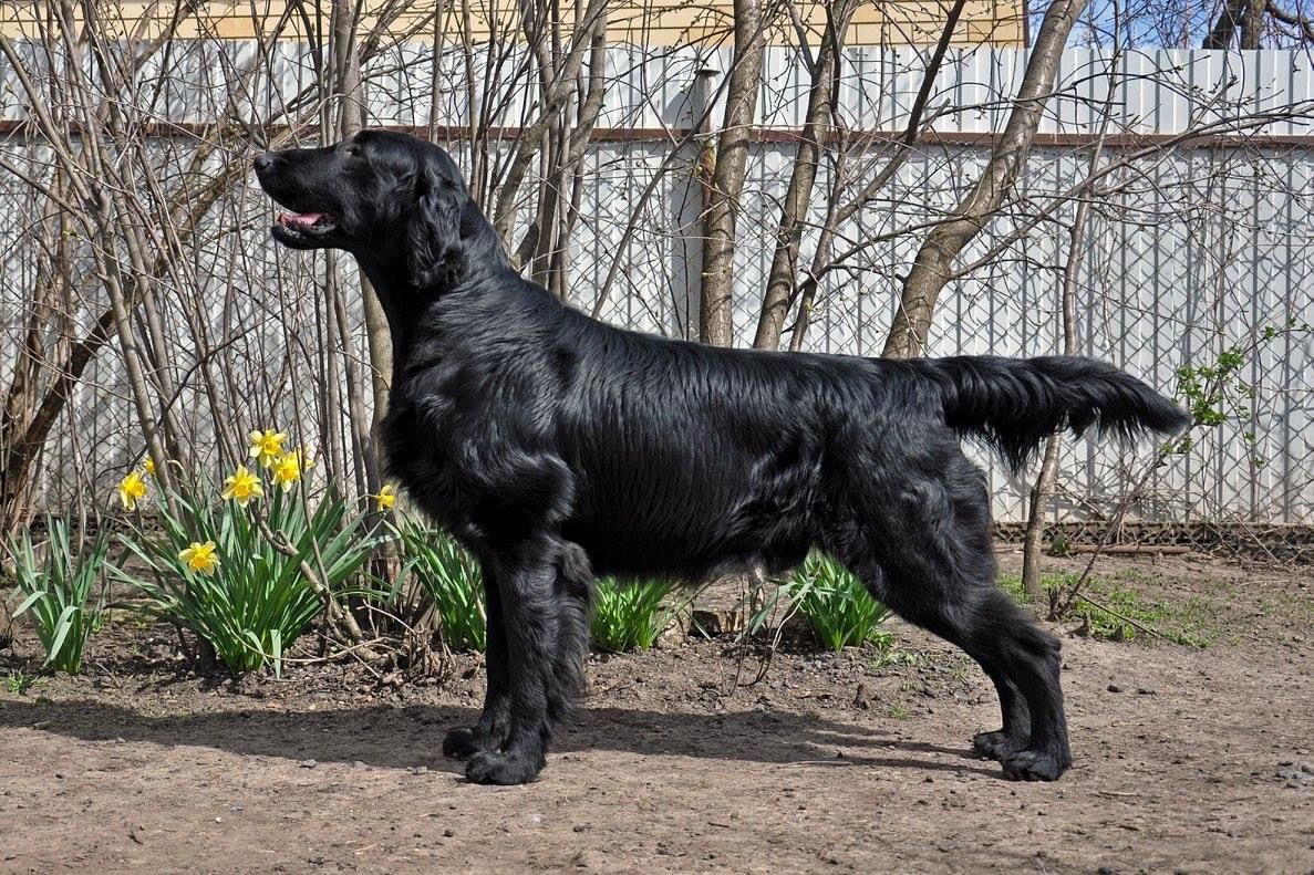 Bersifjor Benfatto Io | Flat-Coated Retriever 