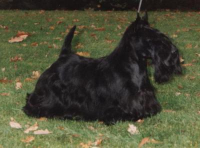 Lomondview Granny Black | Scottish Terrier 