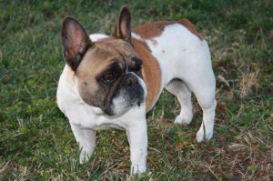 EDELINA LUDOVIKA ROZHE | French Bulldog 