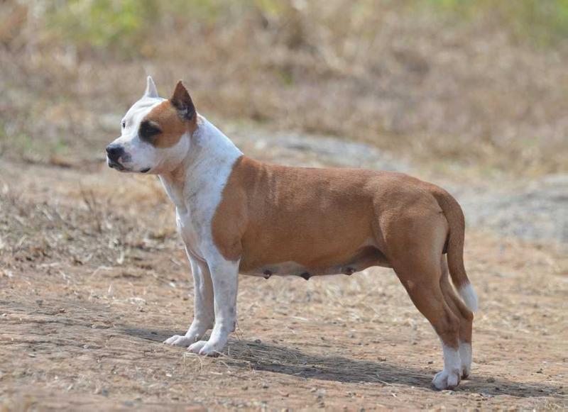 Mel BY do American Argus | American Staffordshire Terrier 