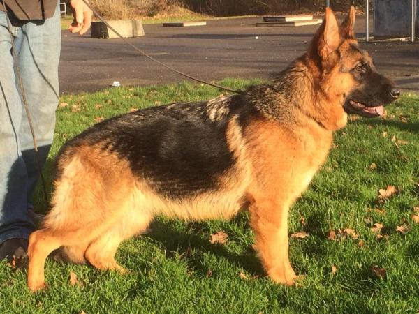 Jeska vom Praester-Land | German Shepherd Dog 