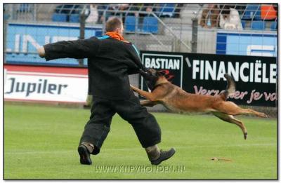 Donja NHSB 2553907 | Belgian Malinois 