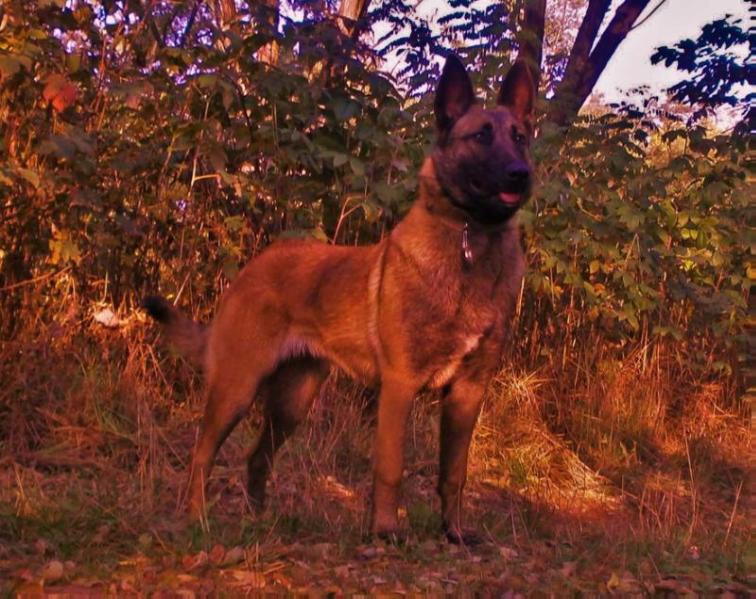 Dolores Calabrese | Belgian Malinois 