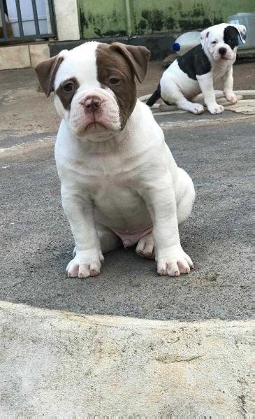 Rock Bulls Noah | American Bulldog 