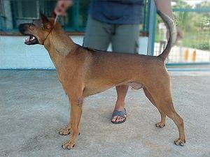 SIAM'S TRB. SORAPONG BY D-D-P | Thai Ridgeback 