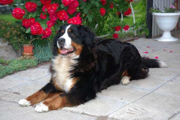 Riccarda s solnechnogo olimpa | Bernese Mountain Dog 