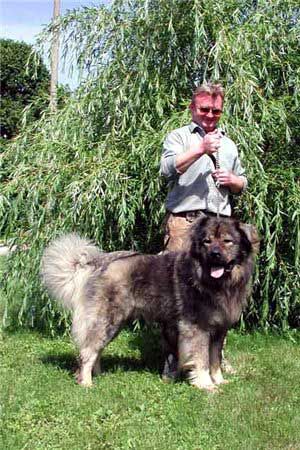 Varlak | Caucasian Mountain Dog 