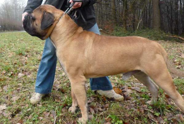 I am a Hero Du Monde D'Elias | Bullmastiff 