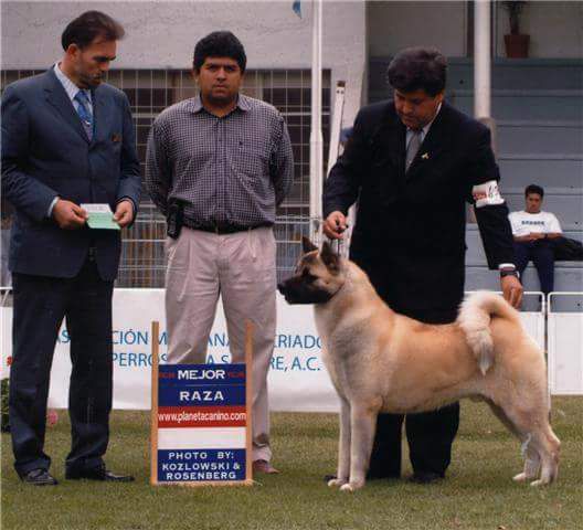 SVS LionHeart (Arriaga) | Akita 