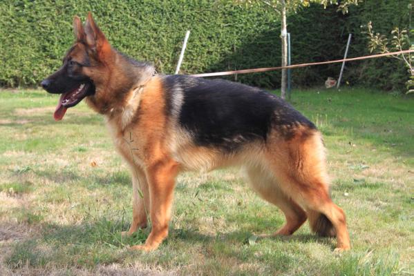 Yera del Occidente Astur | German Shepherd Dog 