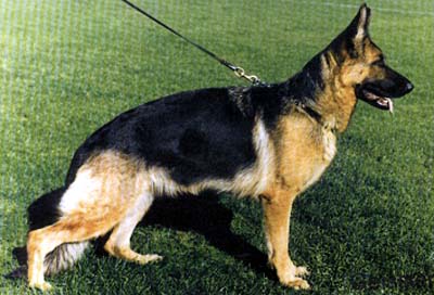 Megane du Domaine de Cheristan | German Shepherd Dog 