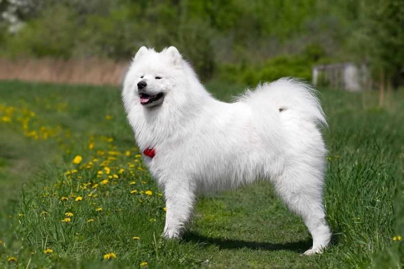 Smiling Miracle Al Pacino | Samoyed 