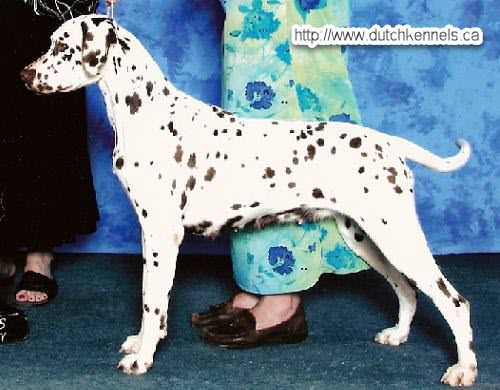 Onsengeltje Drago's Emerald | Dalmatian 