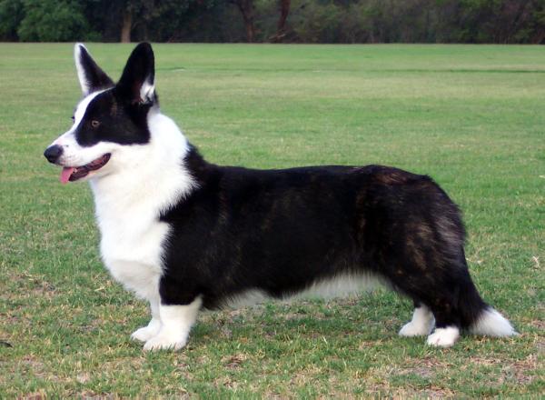 Cardigems Caught Stealin' | Cardigan Welsh Corgi 