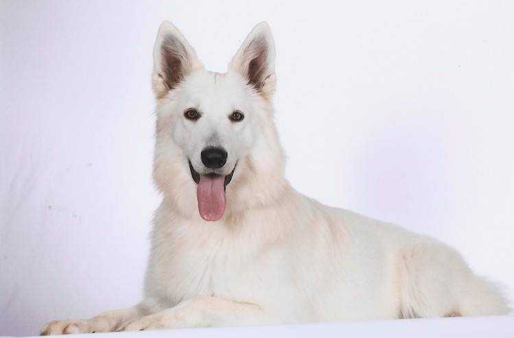 INDIANA REAL CORTE DE LAS ARCANAS | White Swiss Shepherd Dog 