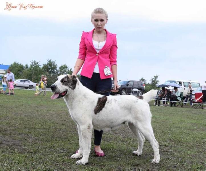 ELZ BULLET OZALY | Central Asian Shepherd Dog 