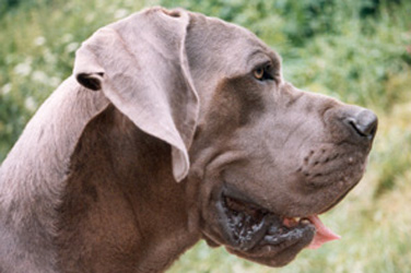McFlay von Haus Tiefenbach | Great Dane 