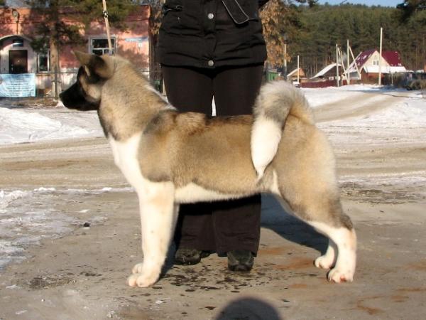 Vostochniy Samurai Mushu | Akita 