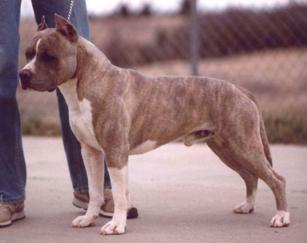 White Rock Perry The Fridge | American Pit Bull Terrier 