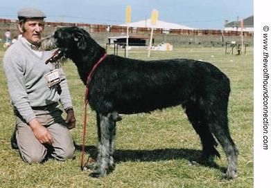 Chieftain of Nutstown | Irish Wolfhound 