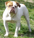 LEGACY'S HANNIBAL | Olde English Bulldogge 