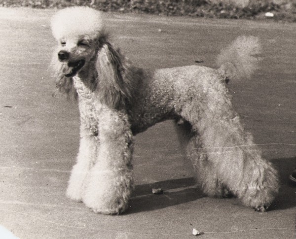Figo Kudlaty Klebuzek | Poodle 
