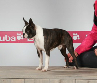 Kashmere's Icing on the Cake | Boston Terrier 