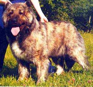 Legenda Iz Grada Velikogo | Caucasian Mountain Dog 